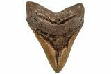 Fossil Megalodon Tooth - North Carolina #221827-1